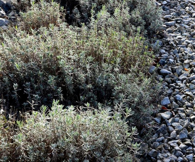 Zimowanie lawendy w doniczce