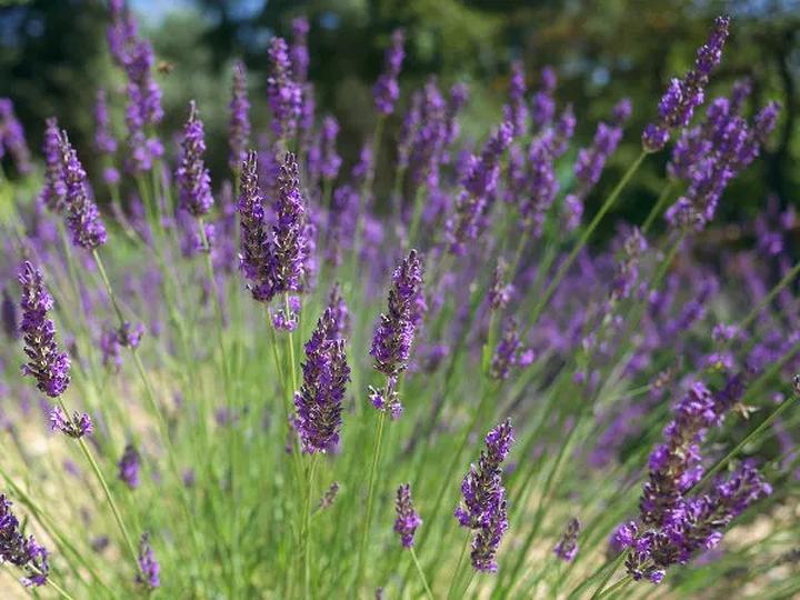 Jak skutecznie przezimować lawendę w doniczce? Praktyczny poradnik pełen wskazówek