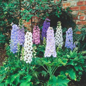 Ostróżka ogrodowa – jak skutecznie sadzić, uprawiać i pielęgnować te piękne kwiaty?