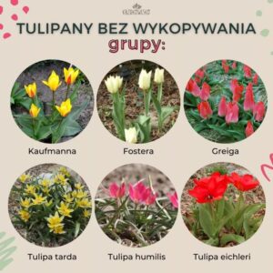 Kwiaty cebulowe wieloletnie, które nie wymagają wykopywania – poznaj ich rodzaje!