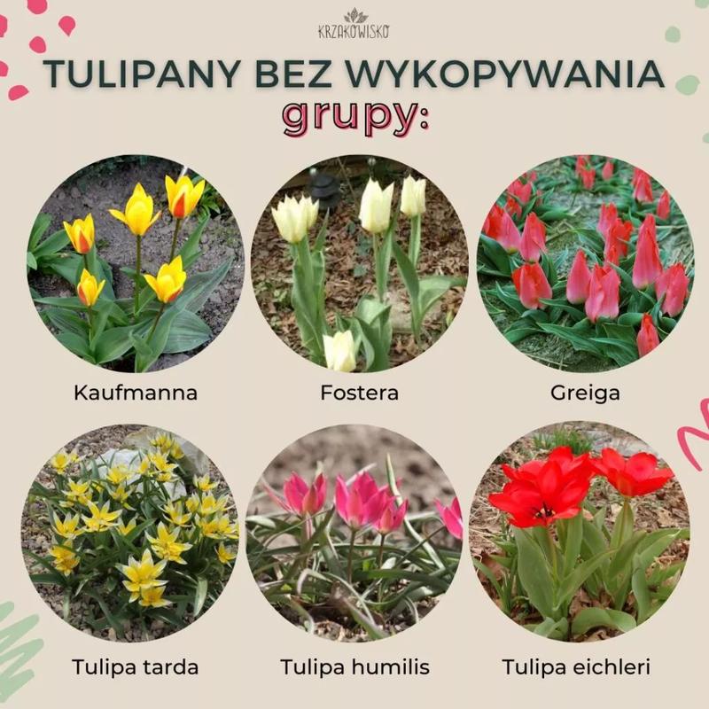 Kwiaty cebulowe wieloletnie, które nie wymagają wykopywania – poznaj ich rodzaje!